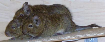 3 Degus weibchen ca. 1 1/2 Jahre. Zutraulich und verpielt