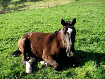 Biete Reitbeteiligung an 100 Verlasspferd PLZ 07381