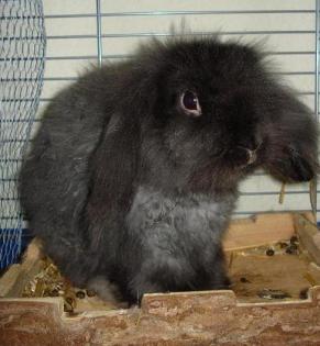 Kastrierter Teddywidder m sucht liebevolles Zuhause