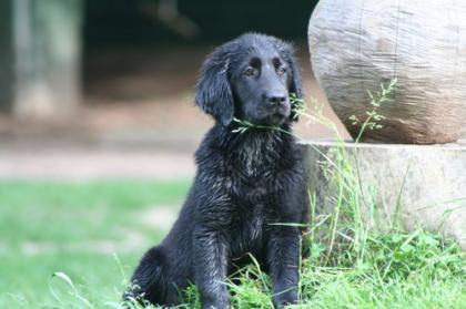 Flat Coated Retriever Hündin m. P.
