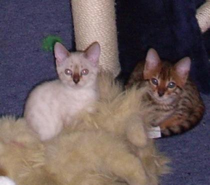 Ein Hauch von Wildnis als Schmusekatze Bengalen in brown-rosetted und snow