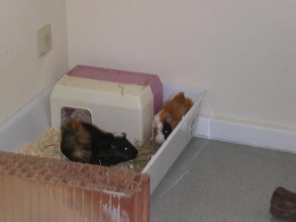 Meerschweinchen 2w zu verkaufen