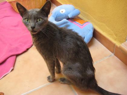 Lieber Russisch Blau Kater von Prinzessin von Hohenzollern