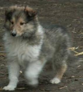 Sehr typvolle amerikanische Collie-Welpen groß kräftig