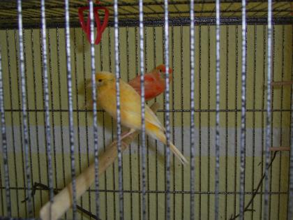 2 Kanarienweibchen mit Voliere in liebevolle Hände abzugeben