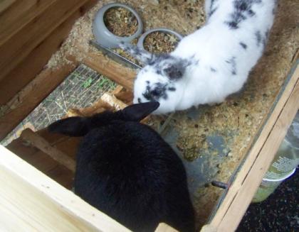 2 Hasen eventuell Zubehör und Stall