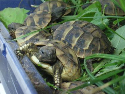 Griechische Landschildkröten NZ 2022