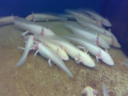 Axolotl Ambystoma mexicanum
