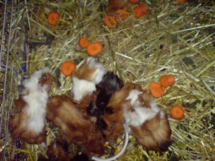 Rosetten . Meerschweinchen - Babys abzugeben