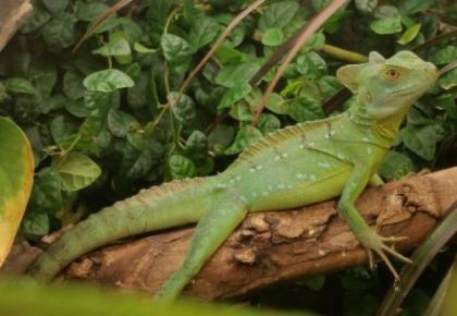Abzugeben Stirnlappenbasilik Basiliscus plumifrons NZ 2022