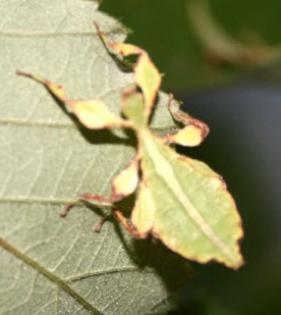 Phyllium siccifolium Weibchen im Tausch gegen Männchen