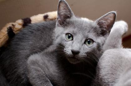 2 russisch blau Kitten abzugeben