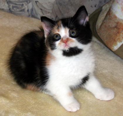 Zuckersüße Selkirk Rex Babys