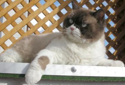 Lieber kastrierter Kater abzugeben