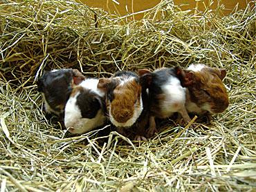Super süße und zahme Meerschweinchen