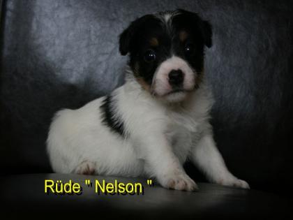 Parson Jack Russell Terrier Welpen m. P.