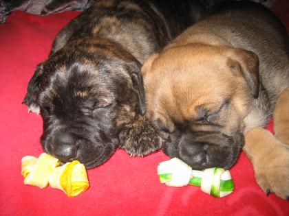 AMERICAN STAFFORDSHIRE TERRIER - ROTTWEILER/LABRADOR - MIX WELPEN