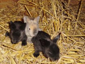 Junge Teddyzwergkaninchen suchen ab dem 22. Januar 2022 neues Zuhause