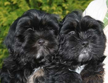 Lhasa Apso Welpen ähnlich Shih Tzu o. Havaneser