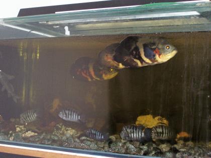 Aquarium 500l kompett mit Fischbesatz zu verkaufen zwei Zusatzbecken