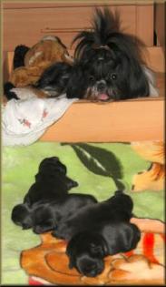 Shih Tzu Welpen VDH/FCI