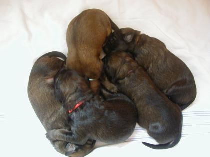 Briard Mix Welpen suchen neues Zuhause
