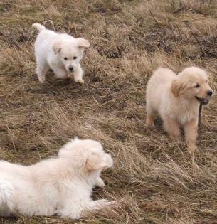Golden Retriever Welpen m. P.