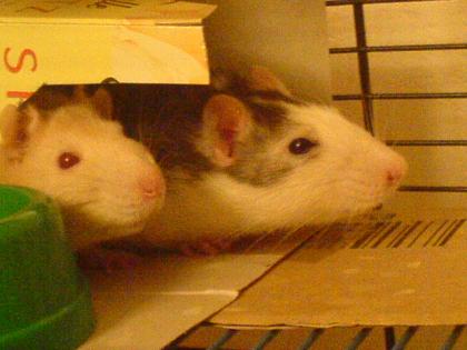 Liebevolle Urlaubsbetreuung Kleintierbetreung für meine Nager Ratten
