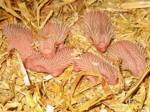 Afrikanische Weissbauchigel Babys