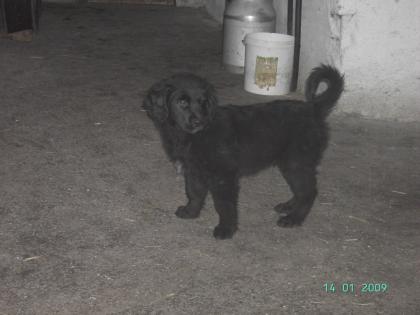 Golden Retriever-Altd. Hütehund Mischlingswelpe