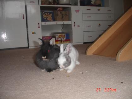 Tiere in Not suchen Liebevolles zuhause DRINGEND