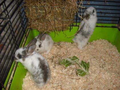 Viele Notfelle suchen ein zu Hause