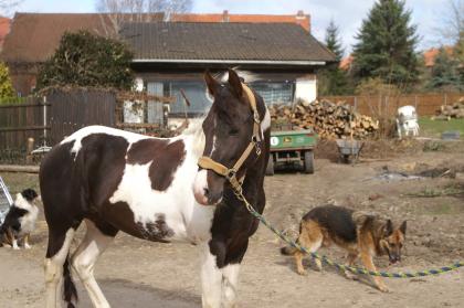 Painthengst HOMOZYGOT für Tobiano in Hildesheim