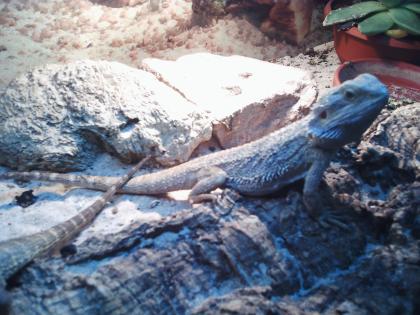 Bartagamen 4x mit Terrarium und Beleuchtung
