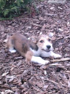 DRINGEND Jack Russel Terrier abzugeben