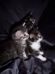Maincoone Mix babys abzugeben