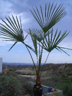 Trachycarpus wagnerianus bis -18 C