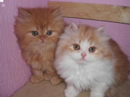 Perserbabys