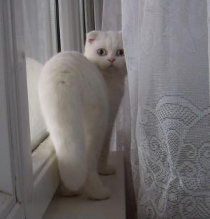 British kurzhar/BKH katzen babys