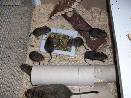 Süsse Degus abzugeben 7 Wochen alt