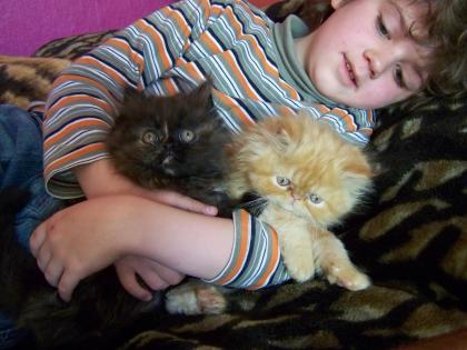 Perserbabys