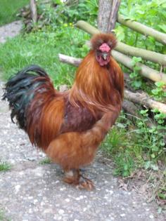 Seidenhuhn-Hahn rot