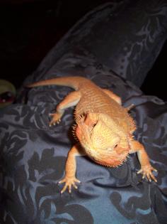 Junge Farbbartagamen rot/orange