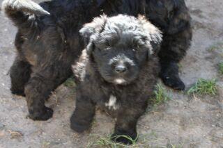 Bouvier des Flandres Welpen Rüden
