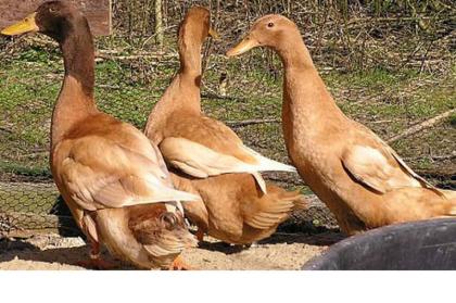 Orpingtonenten gelb abzugeben