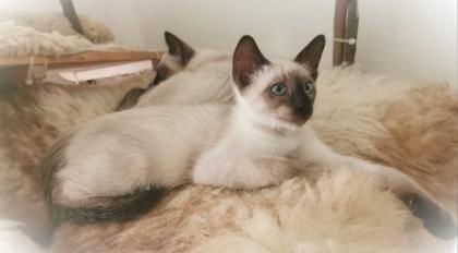 Süße Siam Kater seal point abgabebereit