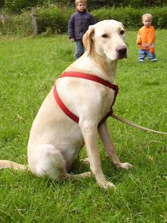 Junge Labradorhündin 8Monate sucht neues Heim