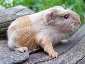 Rassemeerschweinchen aus Hobbyzucht versch. Rassen u. Farben