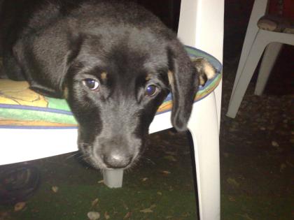 Labrador-Mix-Welpen 8 Wo. nur noch 2 welpen abzugeben