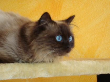 Schöner Reinrassiger Ragdoll Seal Point Deckkater